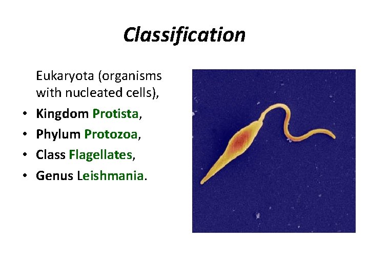 Classification • • Eukaryota (organisms with nucleated cells), Kingdom Protista, Phylum Protozoa, Class Flagellates,