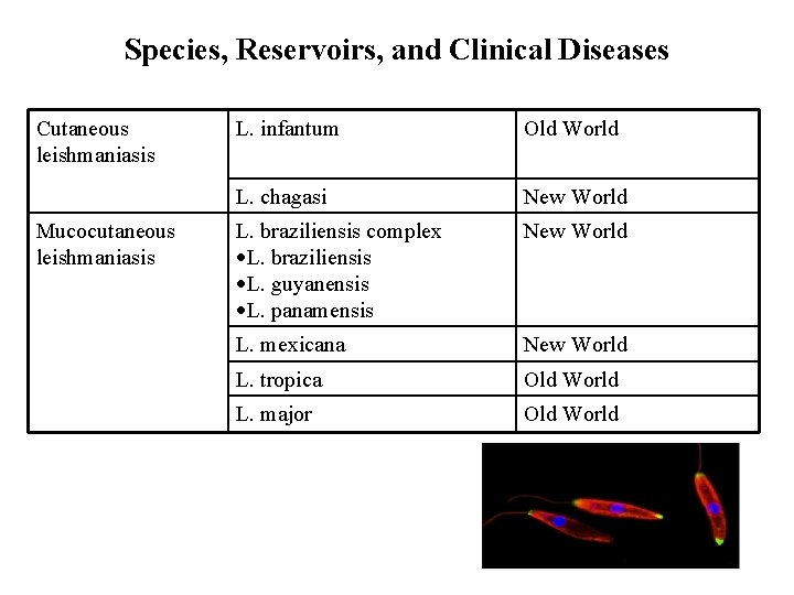 Species, Reservoirs, and Clinical Diseases Cutaneous leishmaniasis Mucocutaneous leishmaniasis L. infantum Old World L.