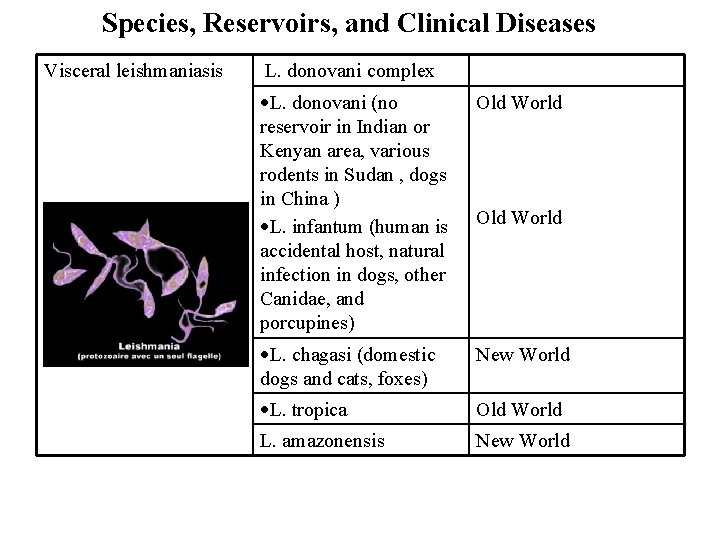 Species, Reservoirs, and Clinical Diseases Visceral leishmaniasis L. donovani complex L. donovani (no reservoir