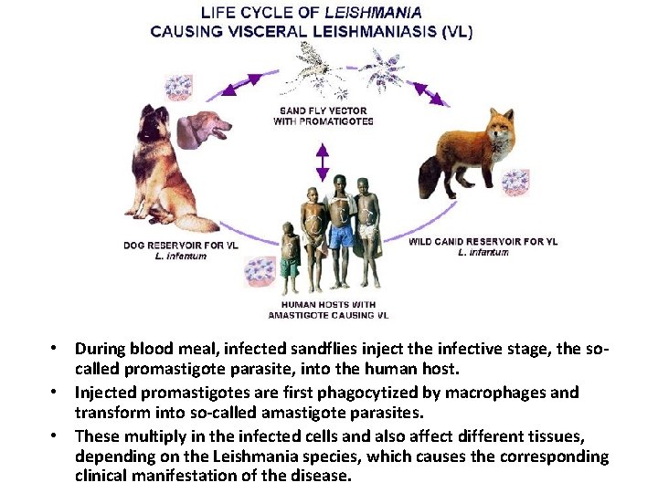  • During blood meal, infected sandflies inject the infective stage, the socalled promastigote