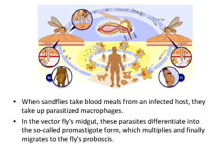  • When sandflies take blood meals from an infected host, they take up