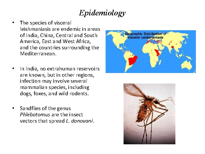 Epidemiology • The species of visceral leishmaniasis are endemic in areas of India, China,