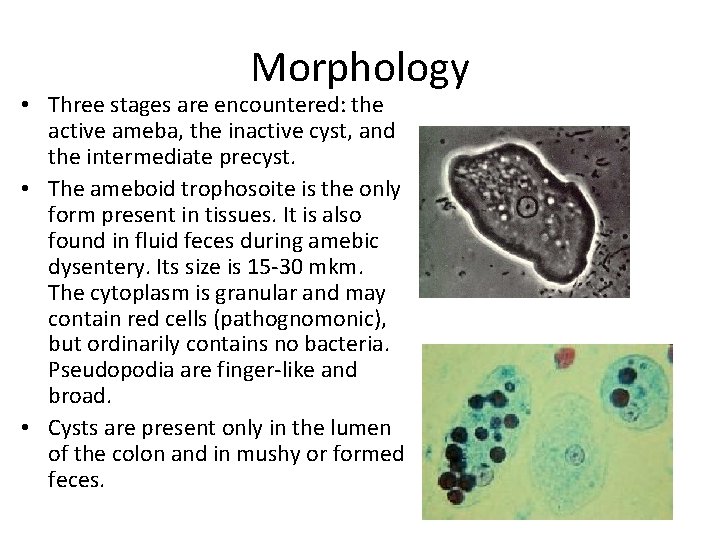 Morphology • Three stages are encountered: the active ameba, the inactive cyst, and the
