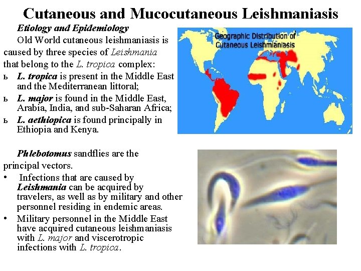 Cutaneous and Mucocutaneous Leishmaniasis Etiology and Epidemiology Old World cutaneous leishmaniasis is caused by