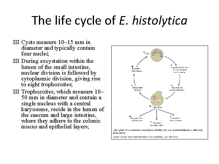 The life cycle of E. histolytica Ш Cysts measure 10– 15 mm in diameter