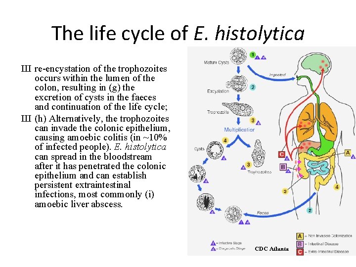 The life cycle of E. histolytica Ш re-encystation of the trophozoites occurs within the