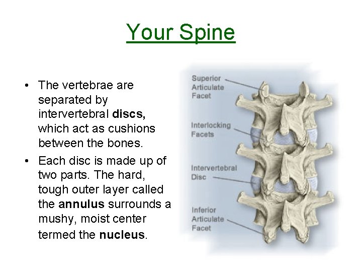 Your Spine • The vertebrae are separated by intervertebral discs, which act as cushions Your Spine • The vertebrae are separated by intervertebral discs, which act as cushions