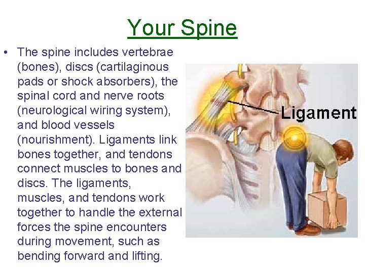 Your Spine • The spine includes vertebrae (bones), discs (cartilaginous pads or shock absorbers),