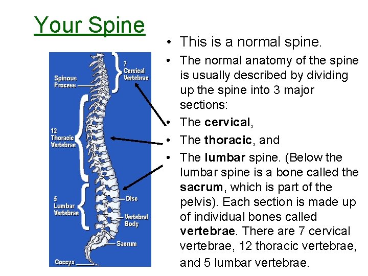 Your Spine • This is a normal spine. • The normal anatomy of the