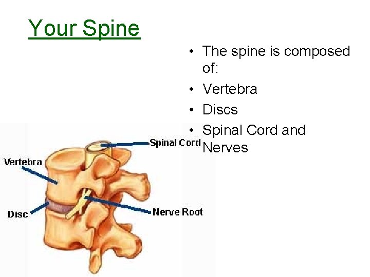 Your Spine • The spine is composed of: • Vertebra • Discs • Spinal