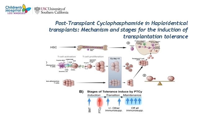 2 3 Post-Transplant Cyclophosphamide in Haploidentical transplants: Mechanism and stages for the induction of