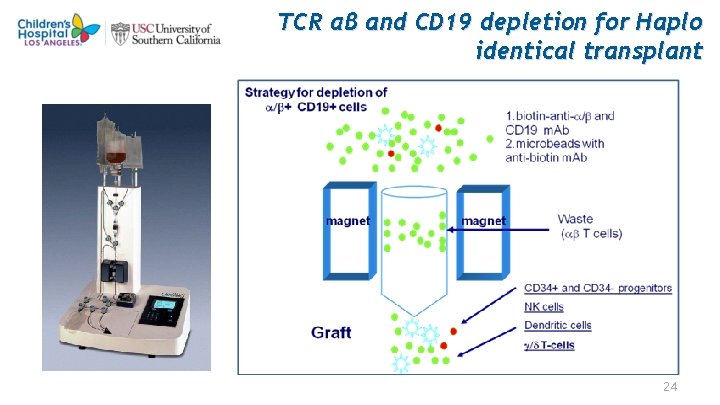 TCR αβ and CD 19 depletion for Haplo identical transplant 24 