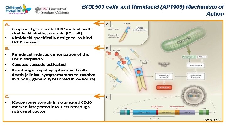 BPX 501 cells and Rimiducid (AP 1903) Mechanism of Action 