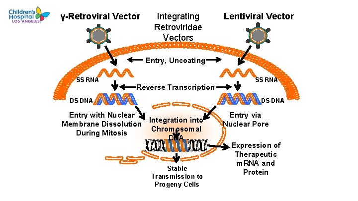 γ-Retroviral Vector Integrating Retroviridae Vectors Lentiviral Vector Entry, Uncoating SS RNA Reverse Transcription DS