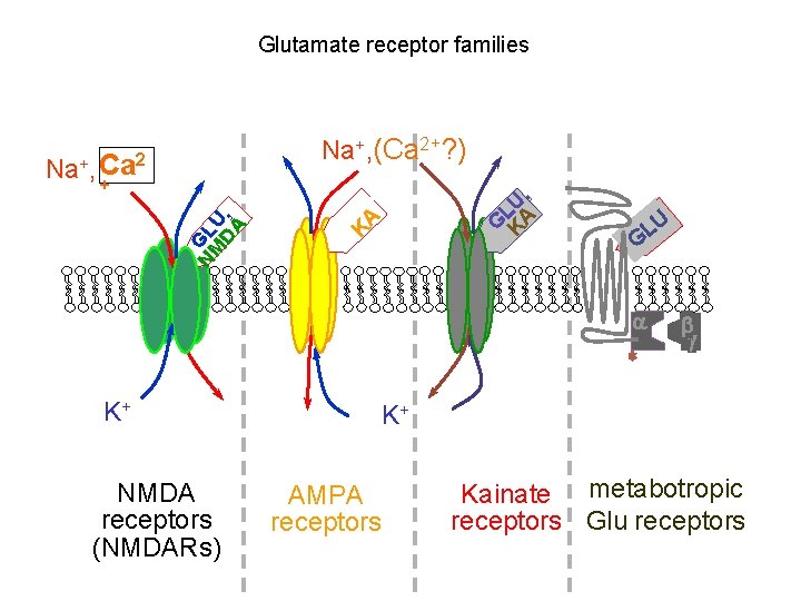 Glutamate receptor families Na+, (Ca 2+? ) Na+, Ca 2 G K LU A
