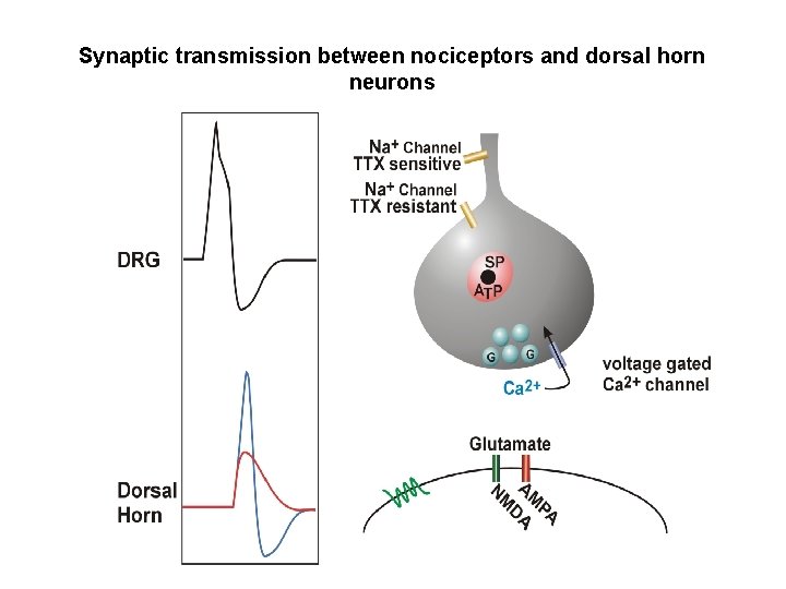 Synaptic transmission between nociceptors and dorsal horn neurons 