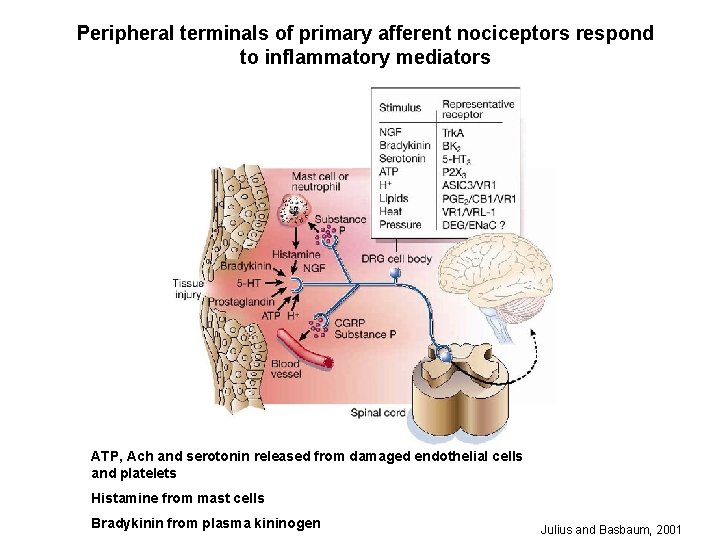 Peripheral terminals of primary afferent nociceptors respond to inflammatory mediators ATP, Ach and serotonin