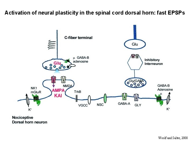 Activation of neural plasticity in the spinal cord dorsal horn: fast EPSPs Woolf and