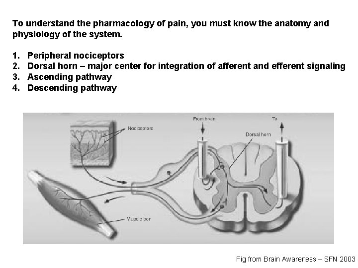 To understand the pharmacology of pain, you must know the anatomy and physiology of