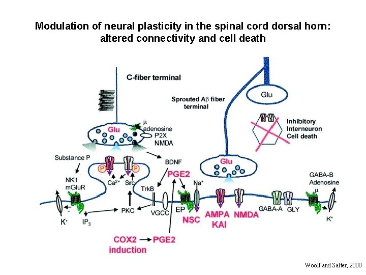 Modulation of neural plasticity in the spinal cord dorsal horn: altered connectivity and cell