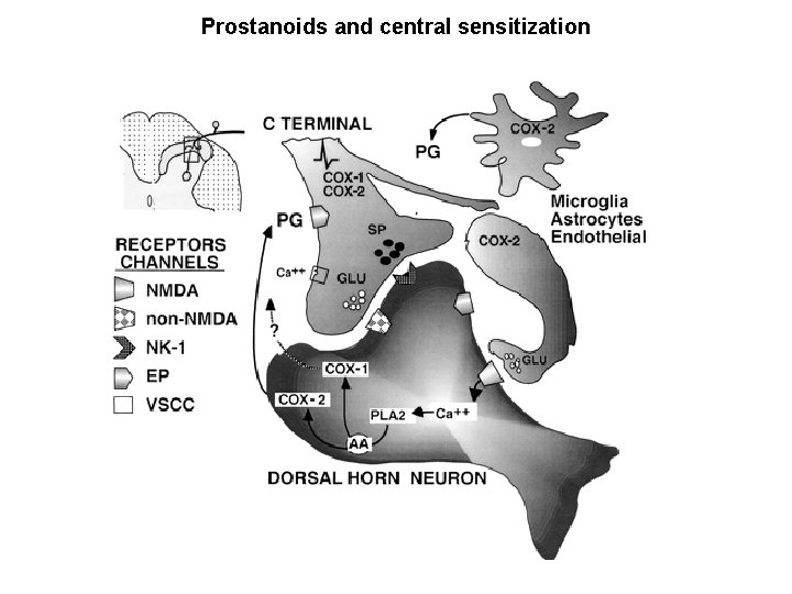 Prostanoids and central sensitization 