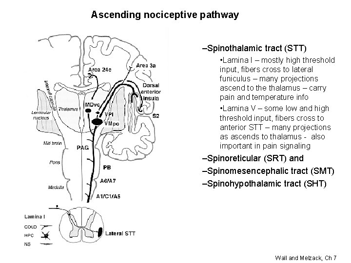 Ascending nociceptive pathway –Spinothalamic tract (STT) • Lamina I – mostly high threshold input,
