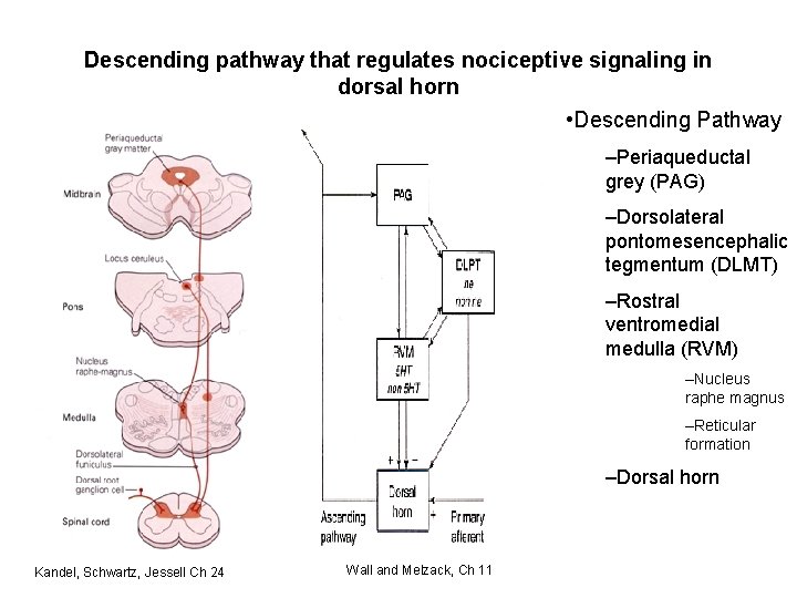 Descending pathway that regulates nociceptive signaling in dorsal horn • Descending Pathway –Periaqueductal grey