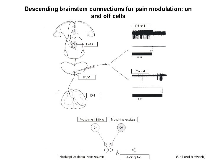 Descending brainstem connections for pain modulation: on and off cells Wall and Melzack, 