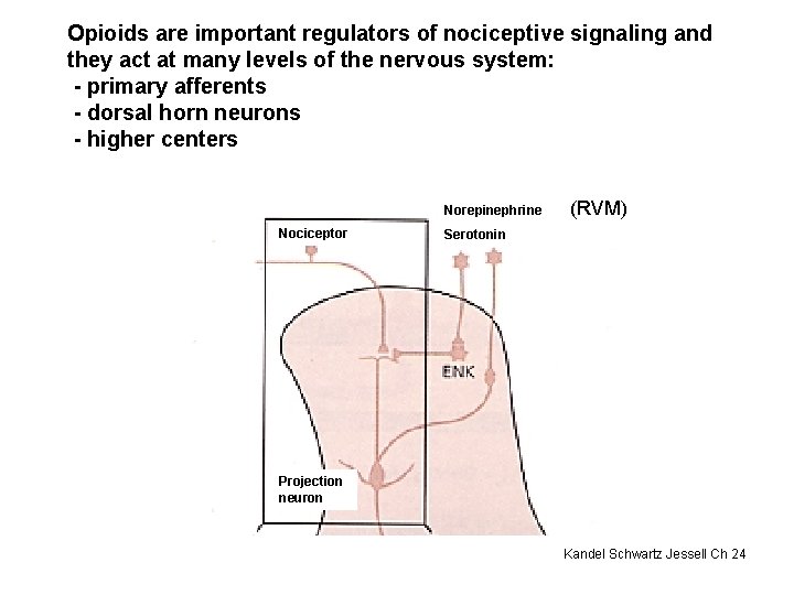 Opioids are important regulators of nociceptive signaling and they act at many levels of