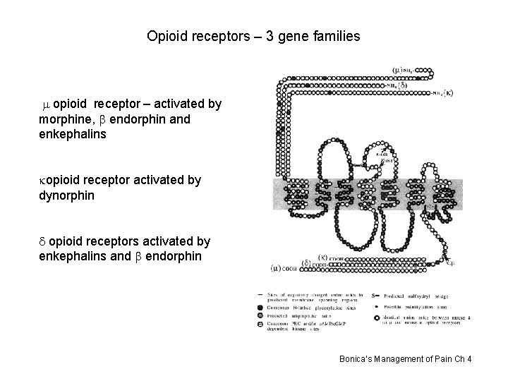 Opioid receptors – 3 gene families m opioid receptor – activated by morphine, b