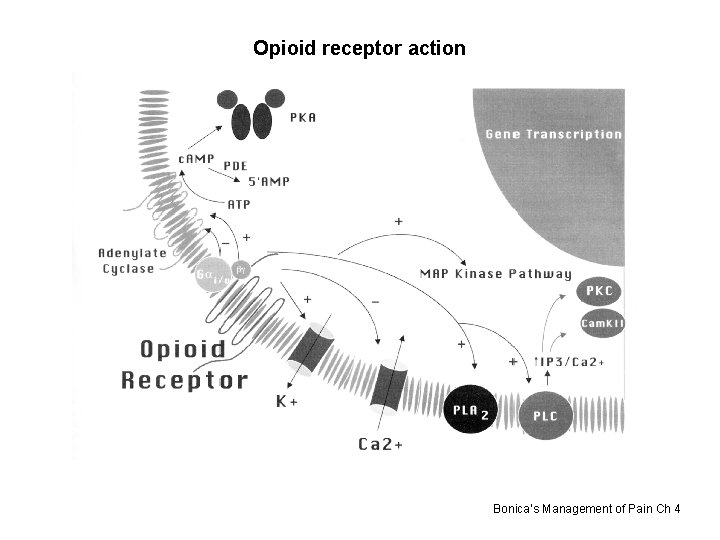 Opioid receptor action Bonica’s Management of Pain Ch 4 