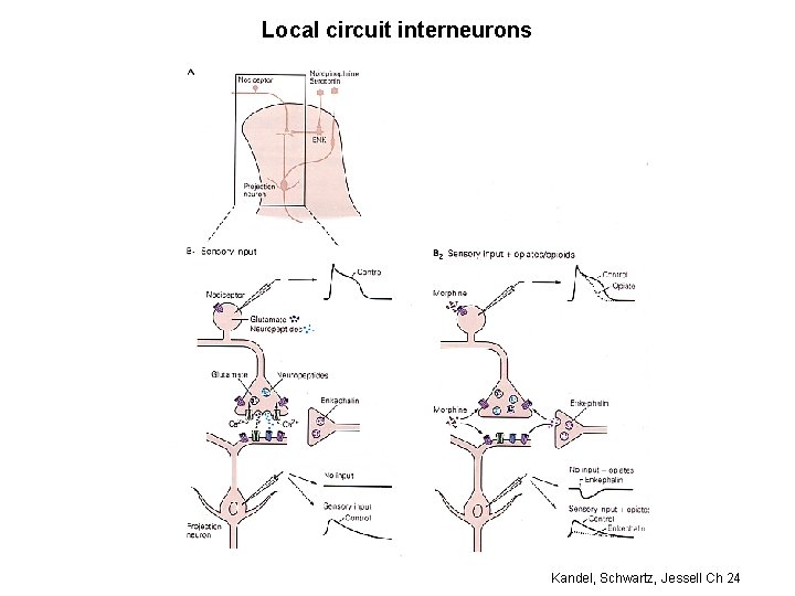 Local circuit interneurons Kandel, Schwartz, Jessell Ch 24 