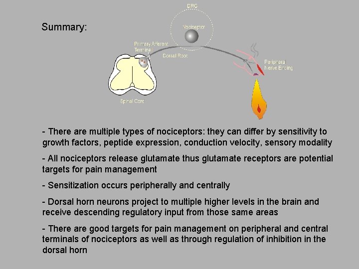 Summary: - There are multiple types of nociceptors: they can differ by sensitivity to