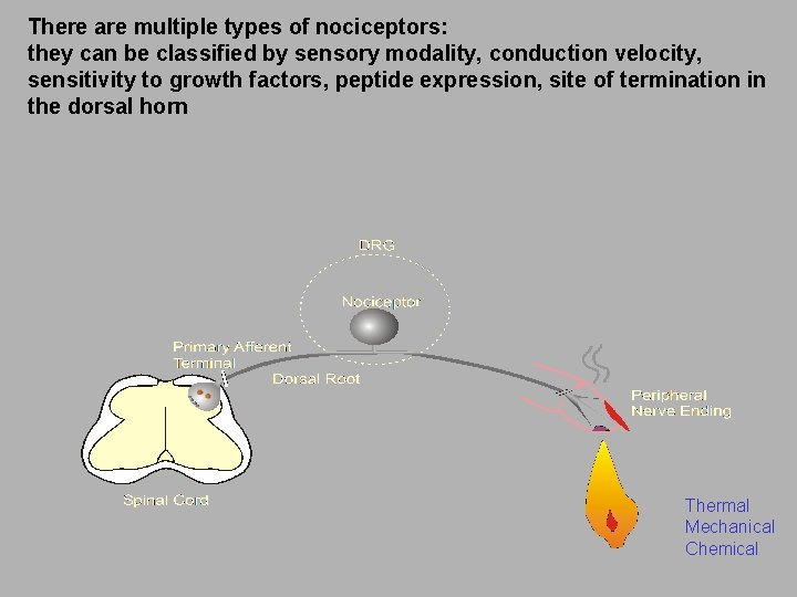 There are multiple types of nociceptors: they can be classified by sensory modality, conduction