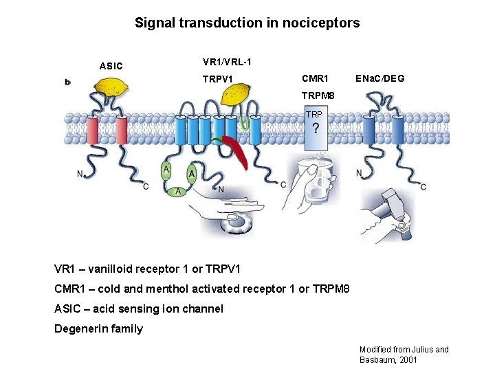 Signal transduction in nociceptors ASIC VR 1/VRL-1 TRPV 1 CMR 1 ENa. C/DEG TRPM