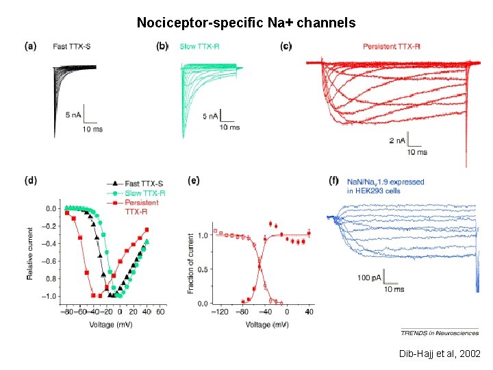 Nociceptor-specific Na+ channels Dib-Hajj et al, 2002 