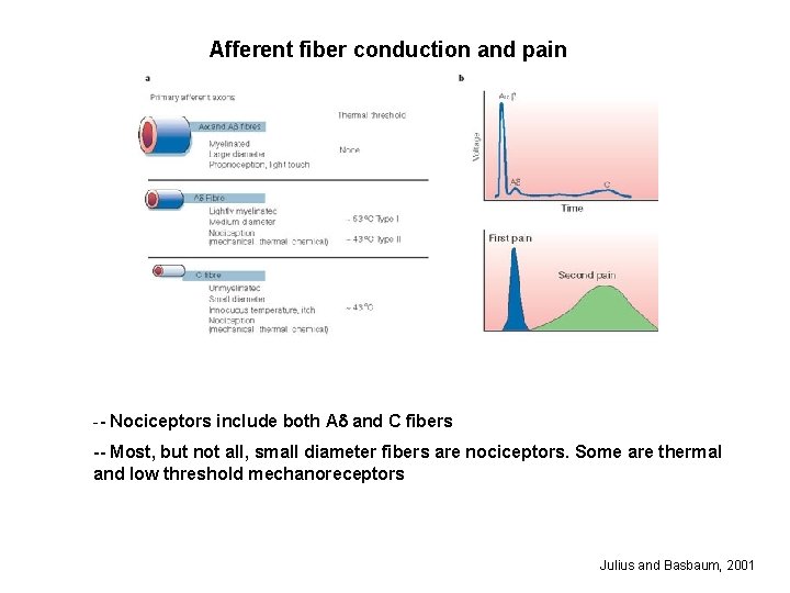 Afferent fiber conduction and pain -- Nociceptors include both Ad and C fibers --
