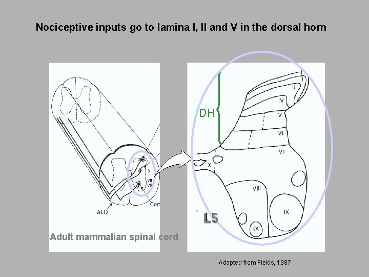 Nociceptive inputs go to lamina I, II and V in the dorsal horn DH