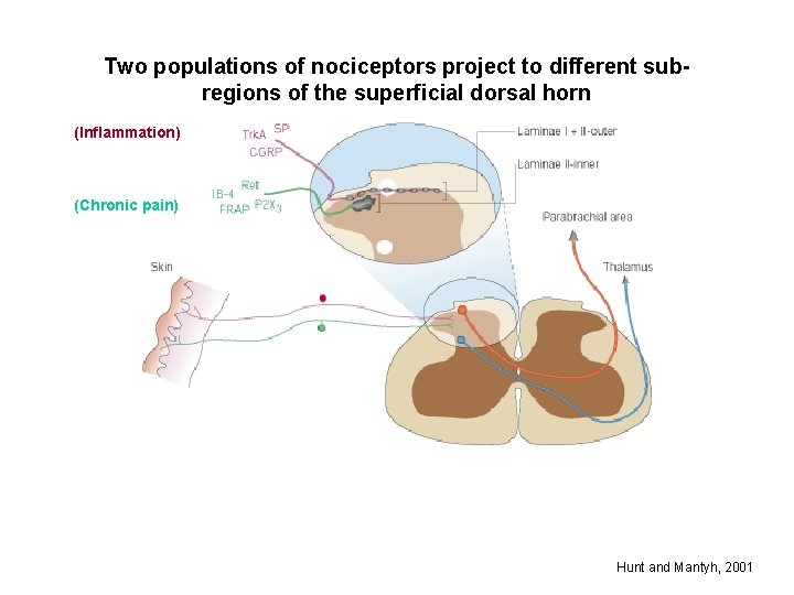 Two populations of nociceptors project to different subregions of the superficial dorsal horn (Inflammation)