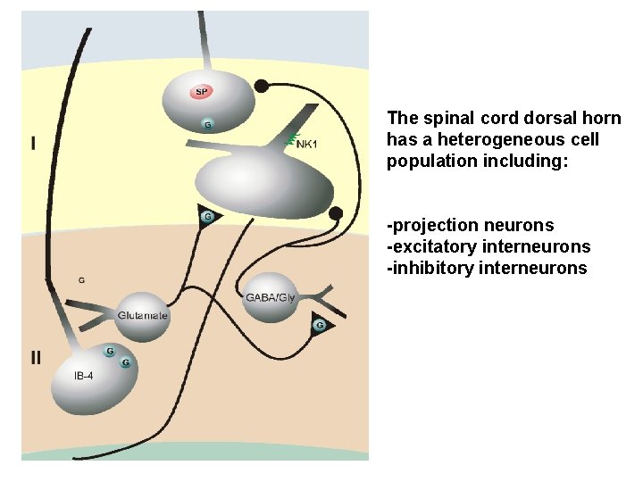 The spinal cord dorsal horn has a heterogeneous cell population including: -projection neurons -excitatory