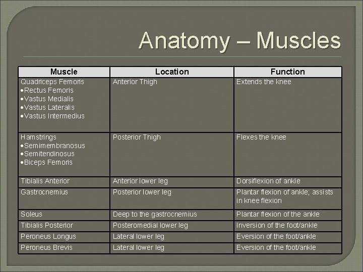 Anatomy – Muscles Muscle Location Function Quadriceps Femoris Rectus Femoris Vastus Medialis Vastus Lateralis