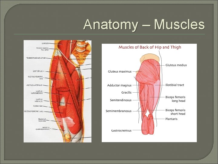 Anatomy – Muscles 