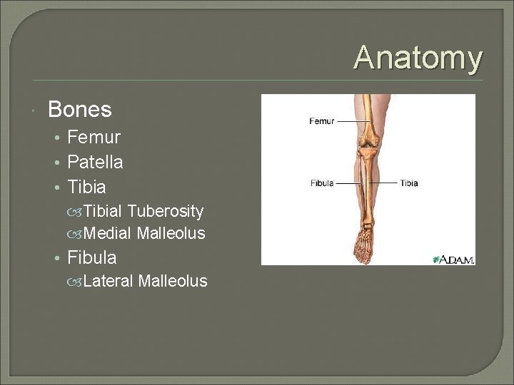 Anatomy Bones • Femur • Patella • Tibial Tuberosity Medial Malleolus • Fibula Lateral