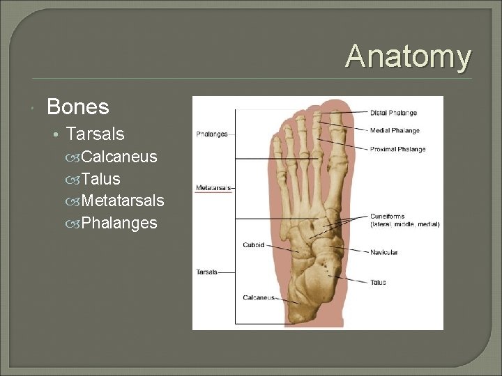 Anatomy Bones • Tarsals Calcaneus Talus Metatarsals Phalanges 