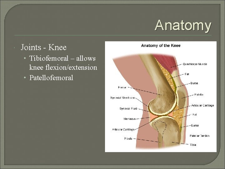 Anatomy Joints - Knee • Tibiofemoral – allows knee flexion/extension • Patellofemoral 