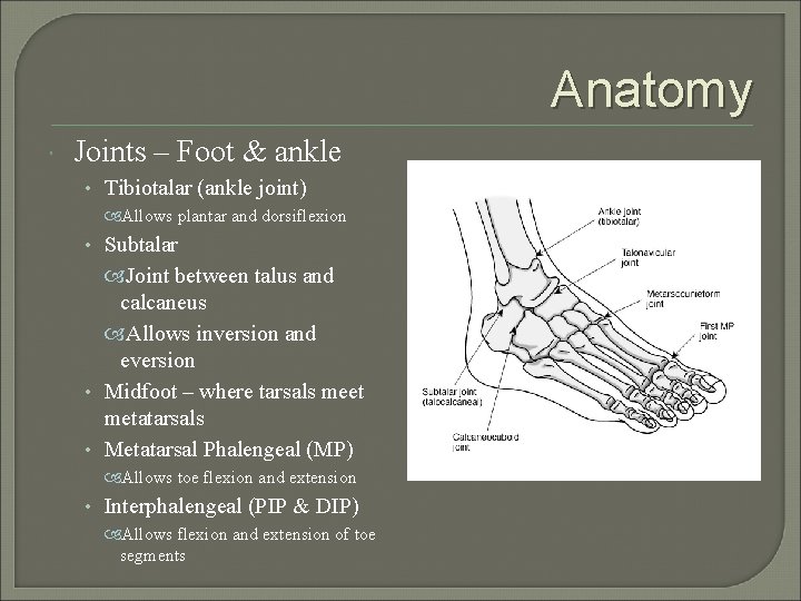 Anatomy Joints – Foot & ankle • Tibiotalar (ankle joint) Allows plantar and dorsiflexion