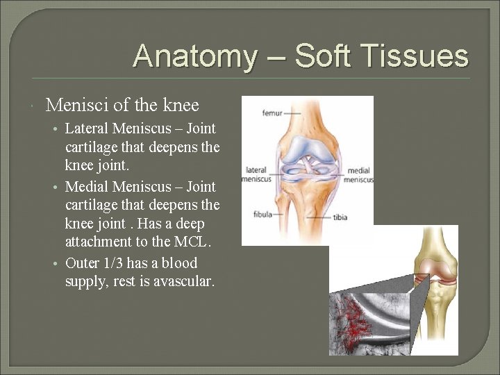 Anatomy – Soft Tissues Menisci of the knee • Lateral Meniscus – Joint cartilage