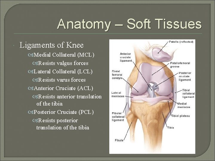 Anatomy – Soft Tissues Ligaments of Knee Medial Collateral (MCL) Resists valgus forces Lateral