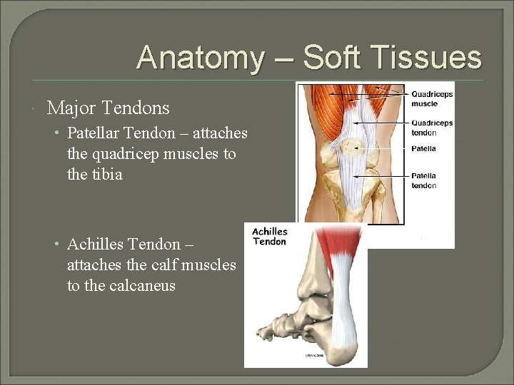 Anatomy – Soft Tissues Major Tendons • Patellar Tendon – attaches the quadricep muscles
