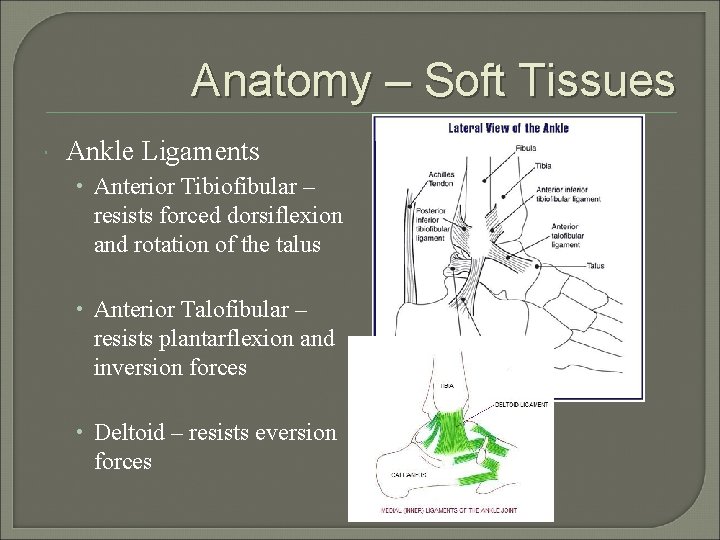 Anatomy – Soft Tissues Ankle Ligaments • Anterior Tibiofibular – resists forced dorsiflexion and